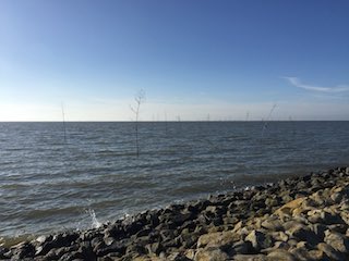 Bäume im Meer