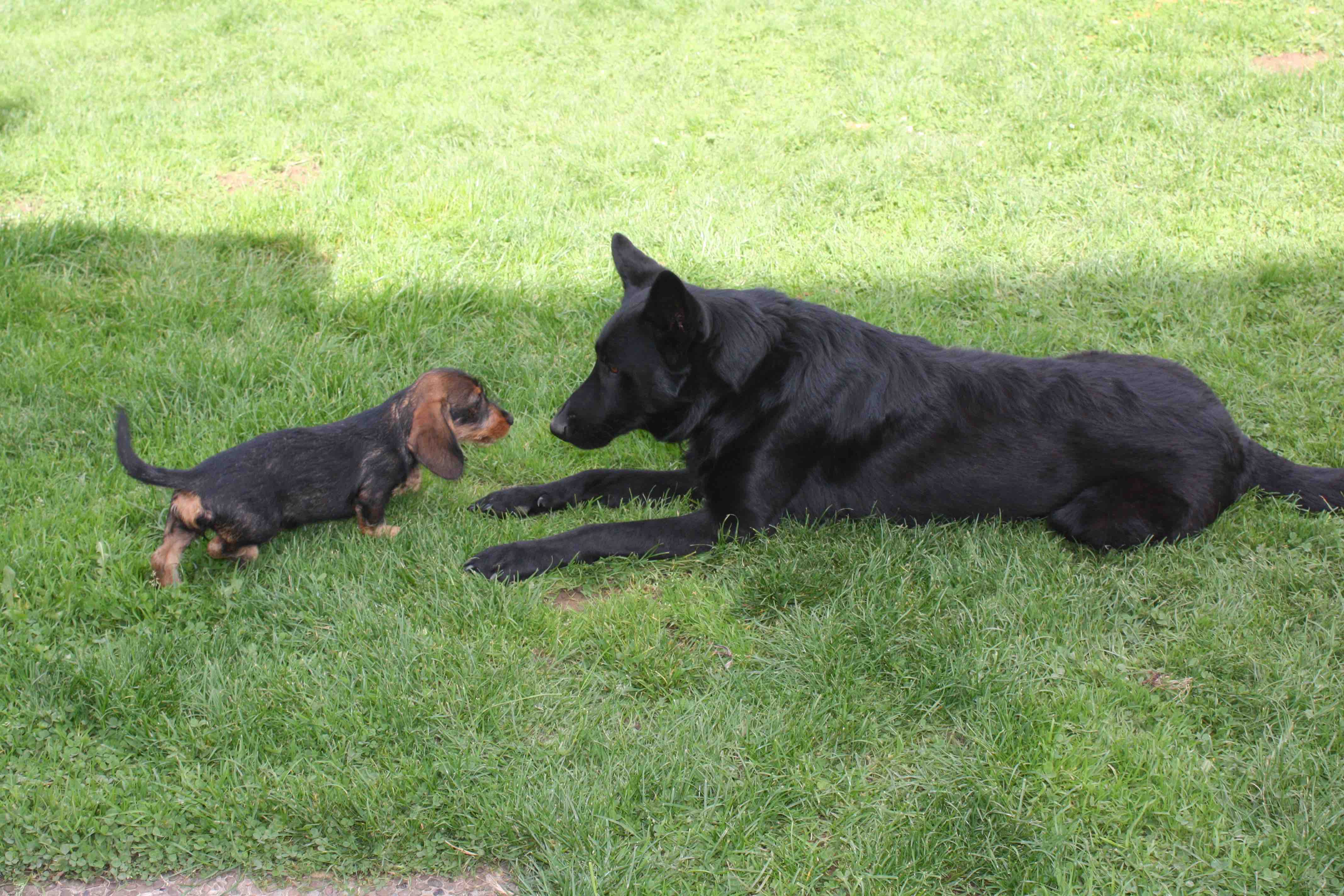 Perro und noch mal Biene