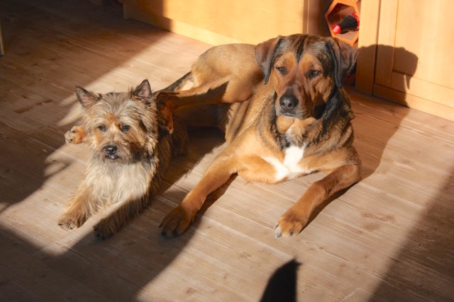 Luzilla und Tortellini